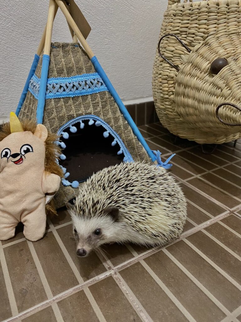 51666 8220cuicos8221 pequenos mamiferos 768x1024