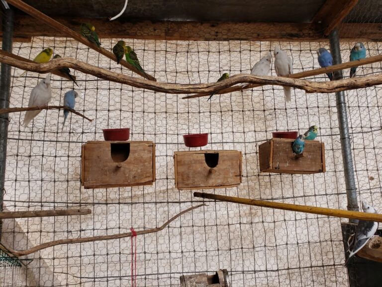 51716 criadero de aves y mascotas el guero 768x576