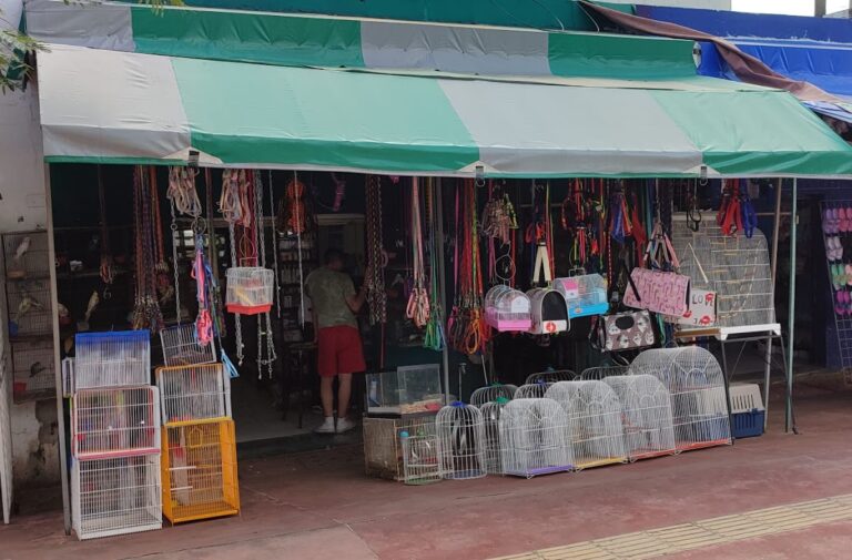 51750 diversis fauna acuario 8211 sucursal tamulte 768x505