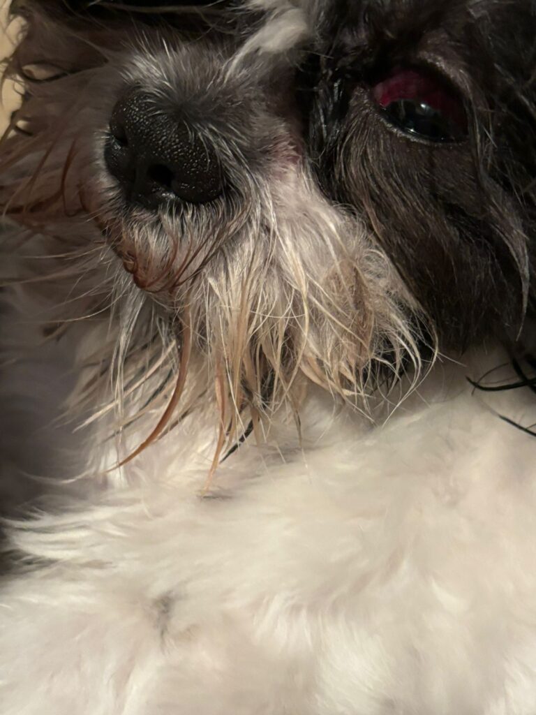 51752 fauna pet 768x1024