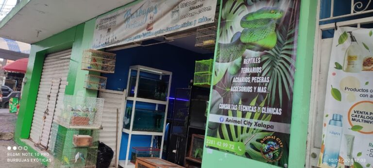 51840 tienda de mascotas animal city xalapa 768x346