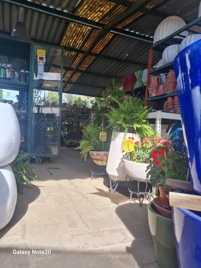 8028 viveros jardines aralia 768x1024