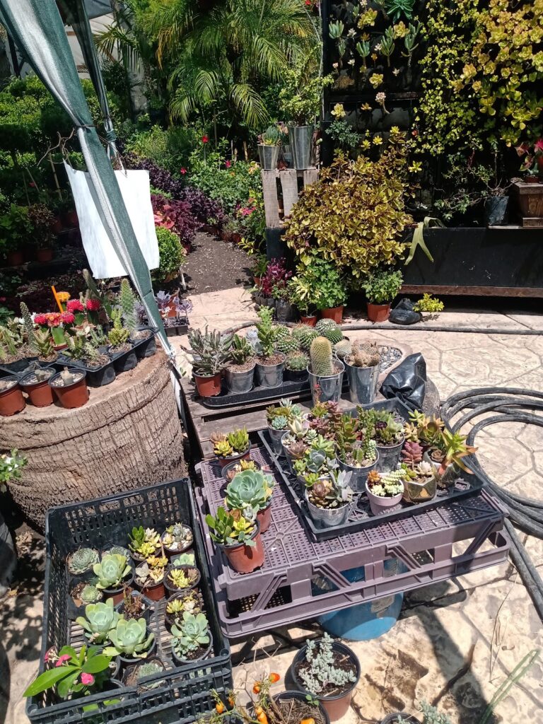 8034 centro jardinero de tijuana 768x1024