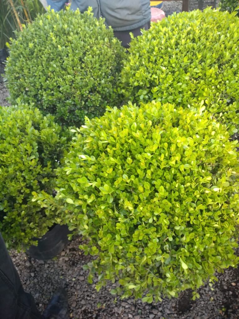 8036 jardineria morales 768x1024