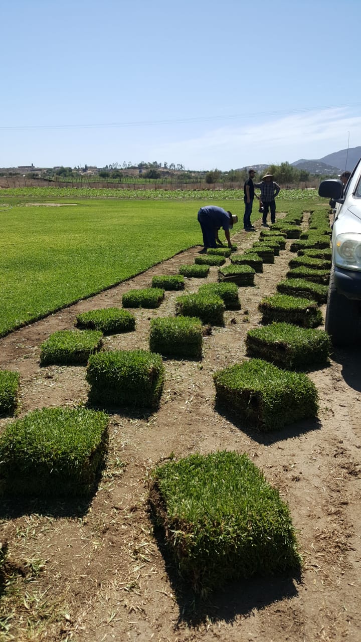 8051 jardineria morales