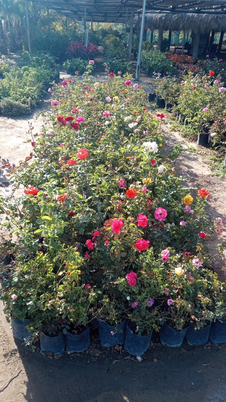 8069 viveros de la baja 768x1365