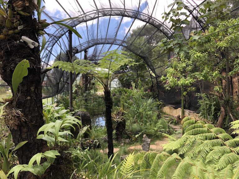 8105 reserva ecologica y jardin de orquideas moxviquil 768x576