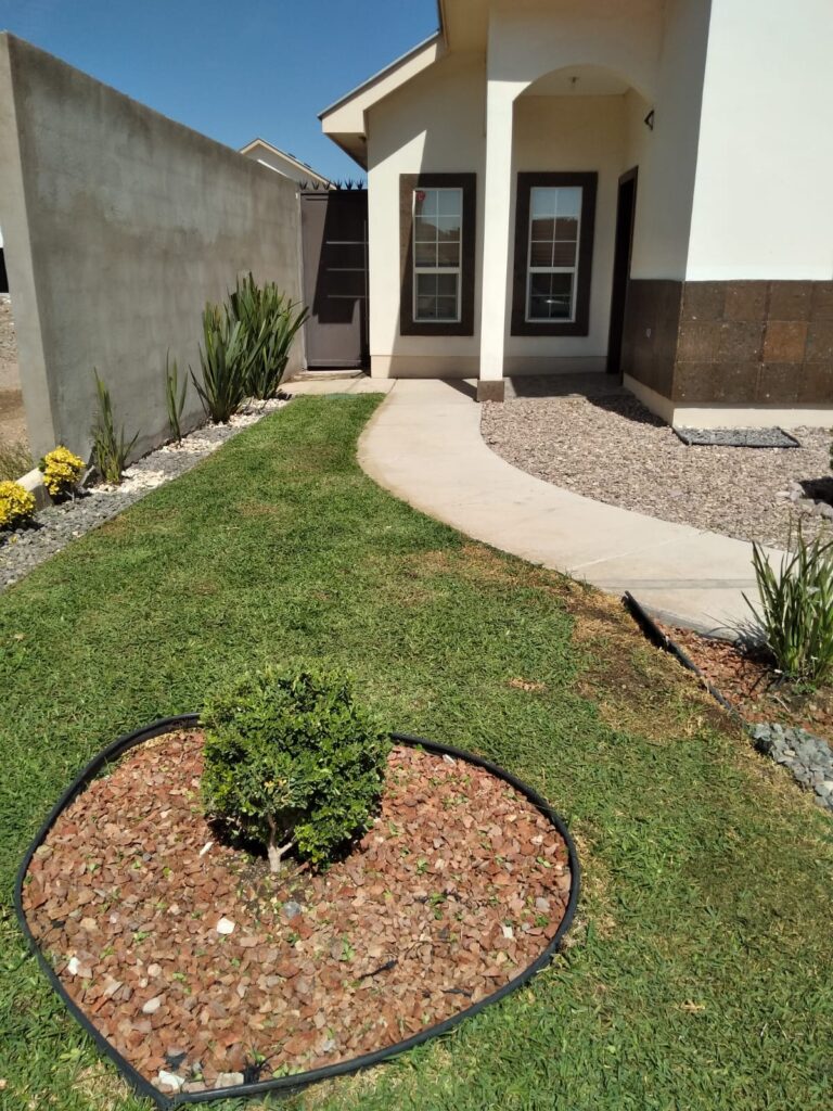 8109 flor de pena jardineros y podadores de arboles en chihuahua 768x1024