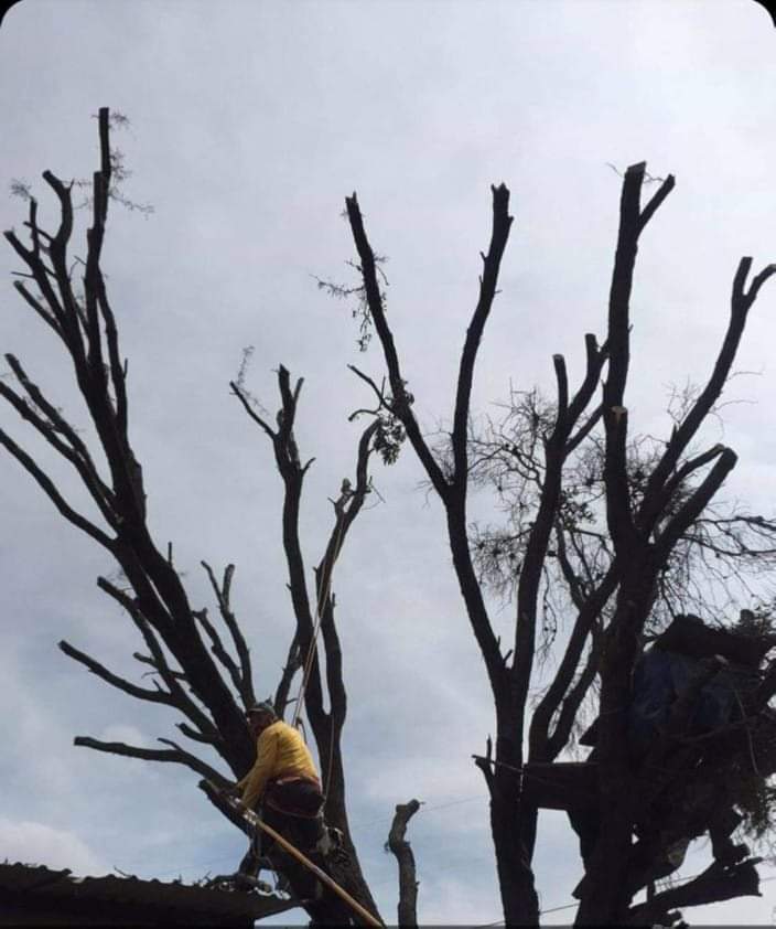 8229 soluciones en vegetacion y servicios ambientales valtierra s.a. de c.v