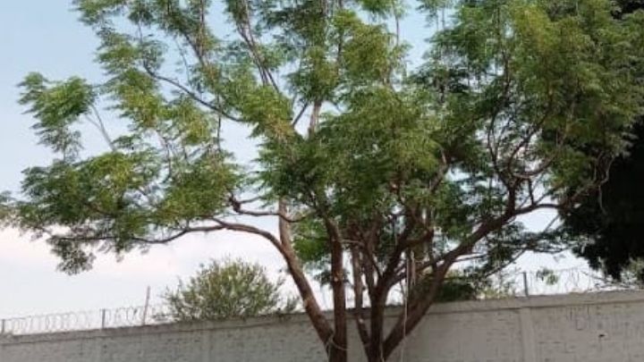 8251 poda de arboles palmeras pasto jardinero y limpieza de maleza y terrenos