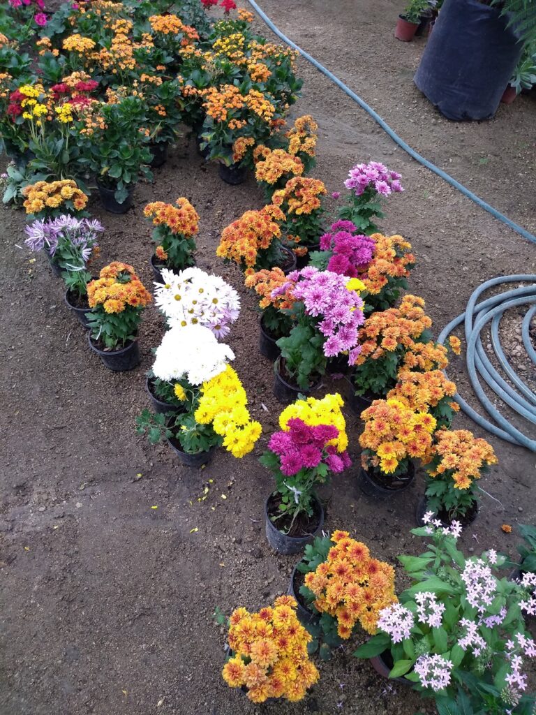 8272 jardineria 768x1024