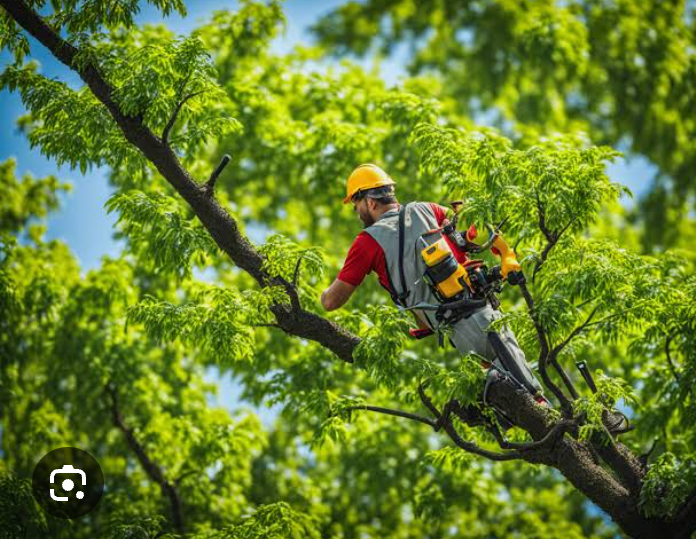 8314 poda de palmas y arboles en uruapan