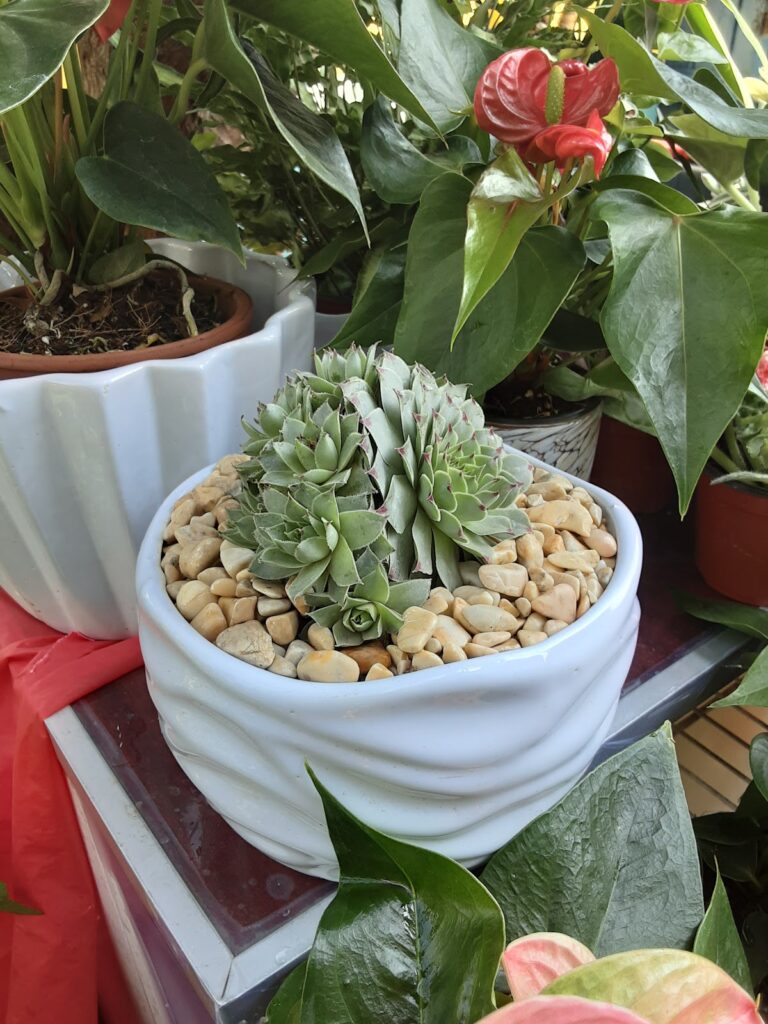 8316 jardin central orquideas y deco 768x1024