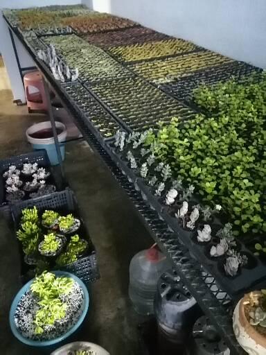 8368 el jardin secreto vivero de suculentas