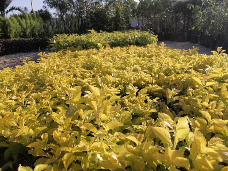 8377 vivero el castor 768x576