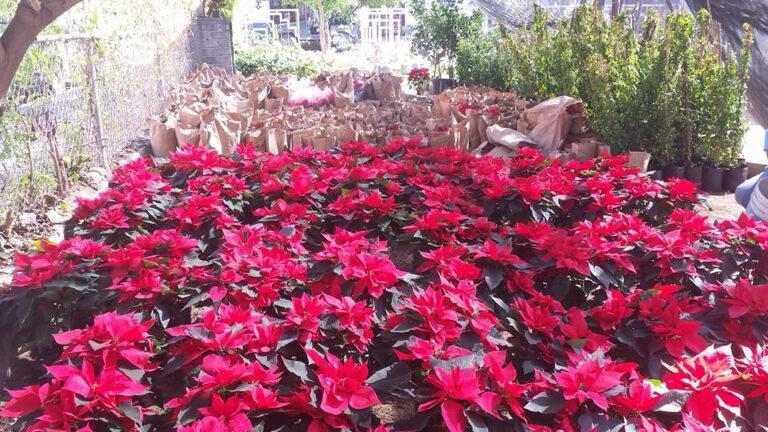 8385 vivero el eden 768x432