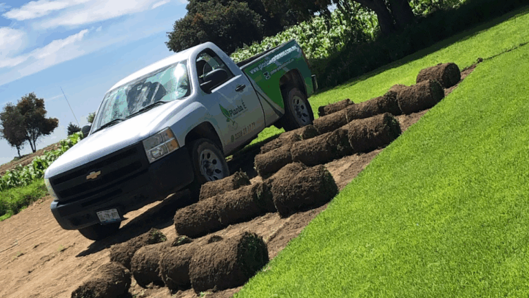 8391 planta e jardineria y limpieza profesional 768x433