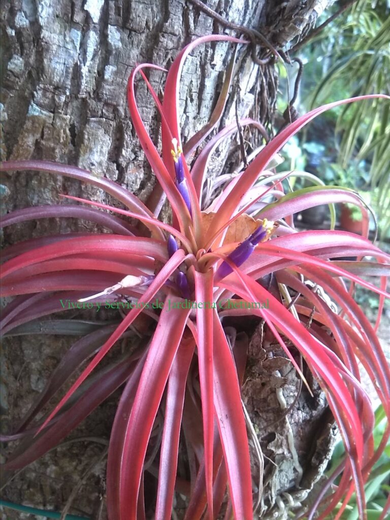 8438 vivero y servicios de jardineria chetumal 768x1024