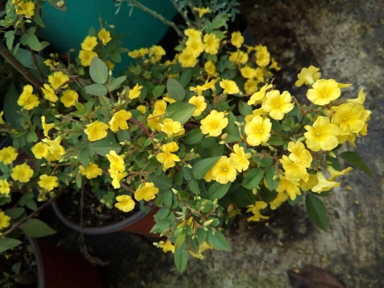 8441 vivero de plantas imperators 768x576