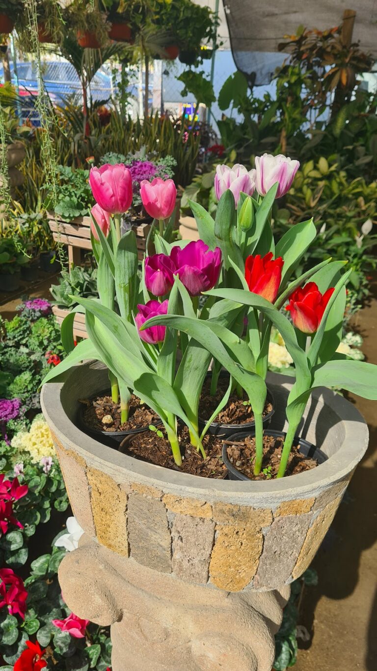 8467 vivero del pacifico 768x1365