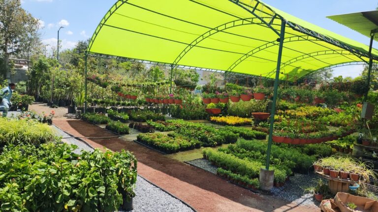 8513 viveros de reynosa matriz 768x432