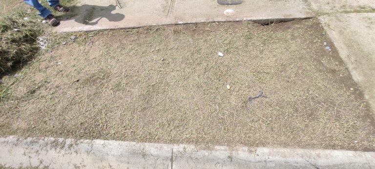 8522 cortes de sacate ck 768x346