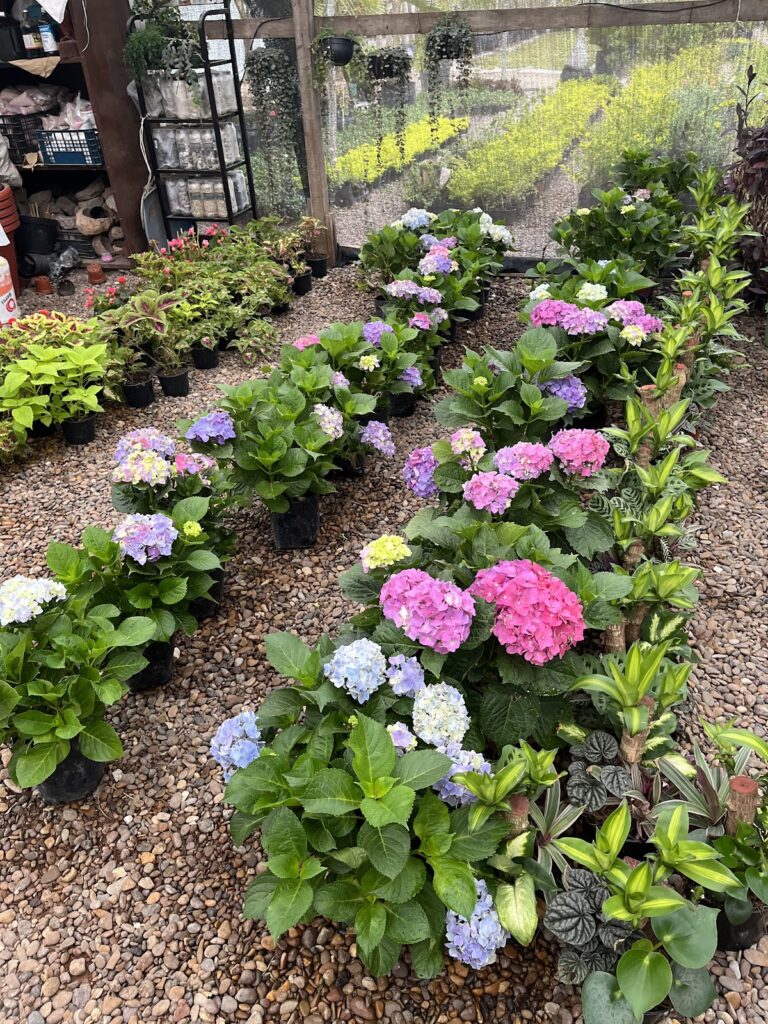 8528 vivero lozano ☀️ 768x1024