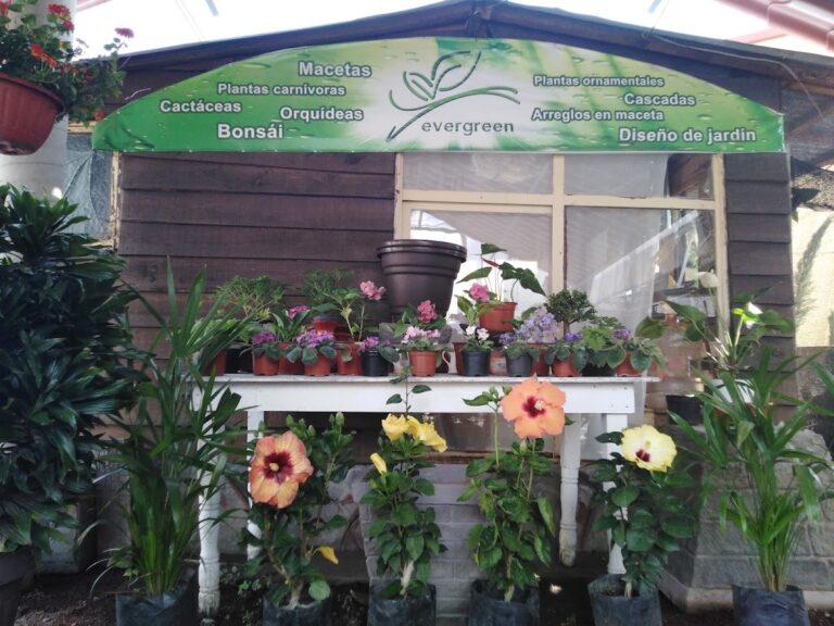 8576 vivero evergreen orizaba 768x576