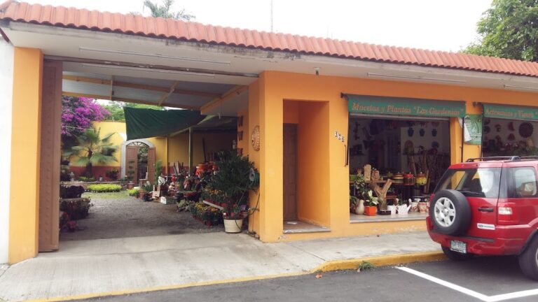 8581 macetas y plantas las gardenias 768x432