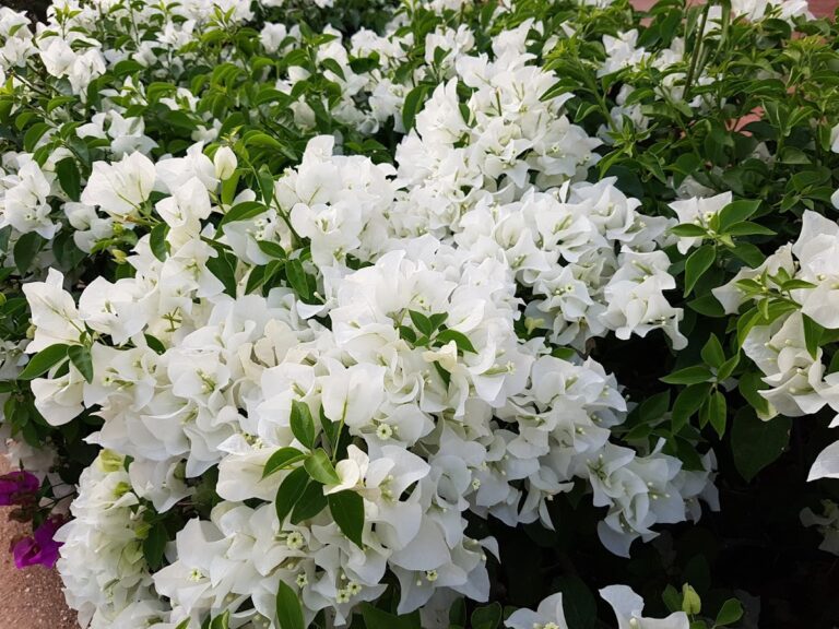 8587 su jardin 768x576