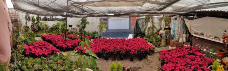 8598 viveros moras 768x241