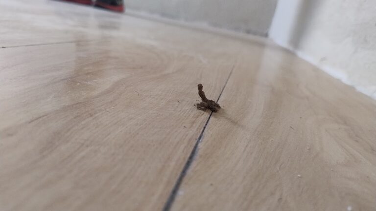 8623 fumiservicios mexicali termitas 768x432