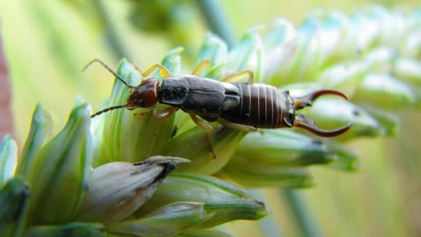 8628 fumigaciones ensenada