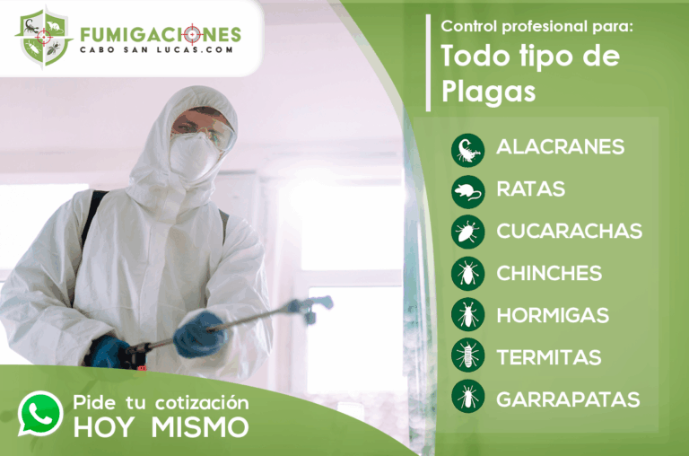 8649 fumigaciones cabo san lucas 768x508