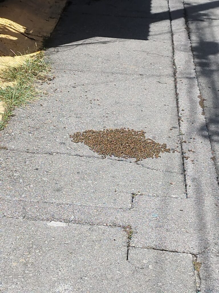 8948 bio urban control de plagas 768x1024