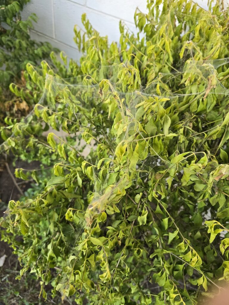 9170 insecta 768x1024