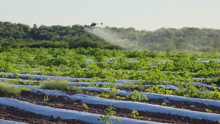 9202 fumigacion y fertilizacion con dron de sonora 768x432