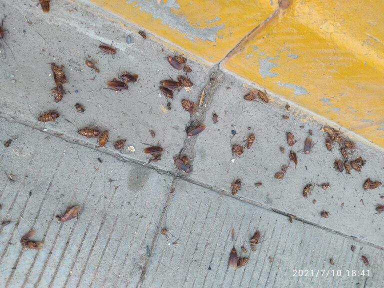 9207 valdez fumigacion 768x576