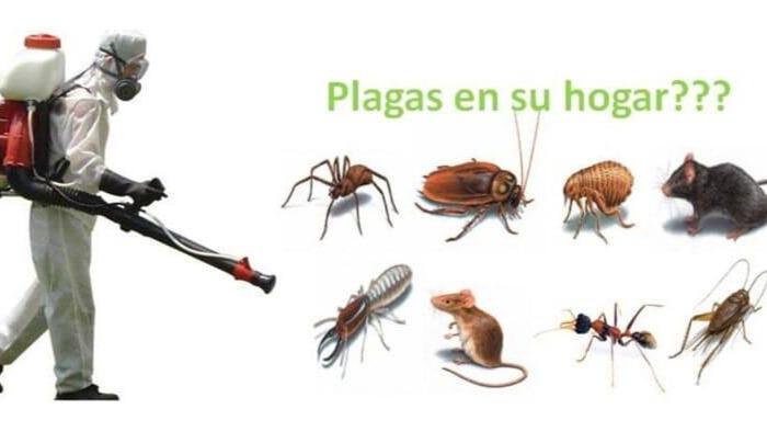 9260 fumigaciones casa