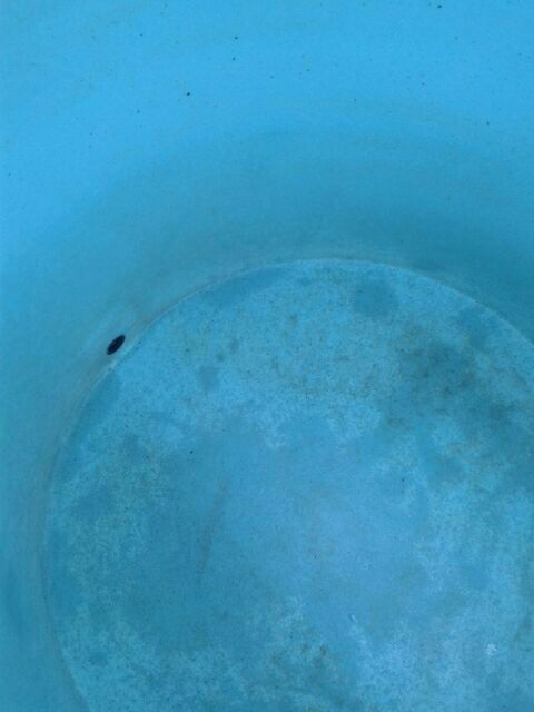 9731 limpieza lavado y desinfeccion de tinacos y cisternas