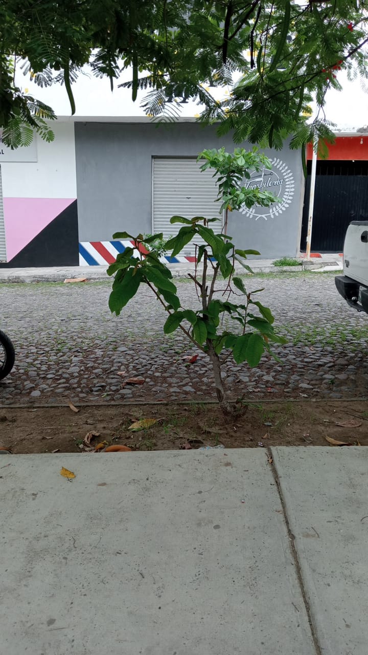 leetx-google-photo-44863-2 leetx-google-photo-44863-2