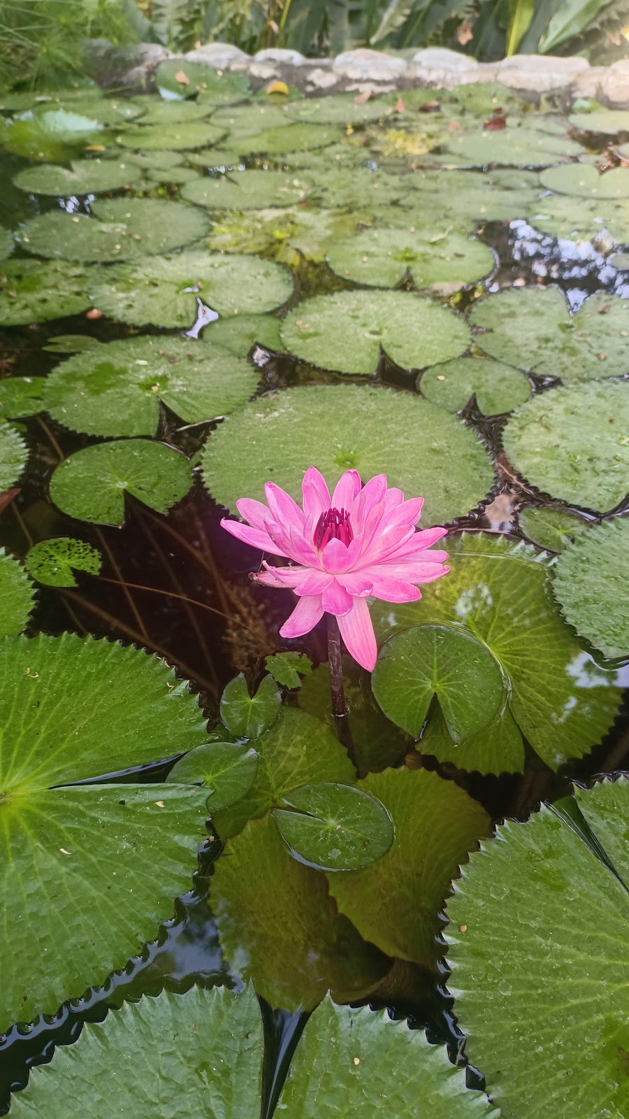 leetx-google-photo-48477-5 leetx-google-photo-48477-5