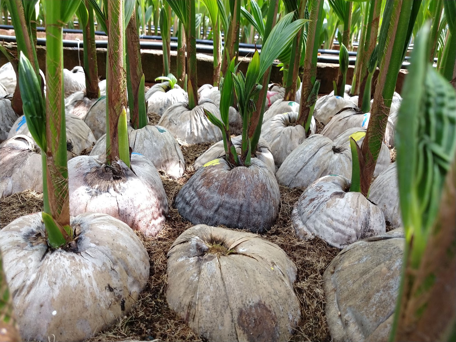 leetx-google-photo-49095-5 leetx-google-photo-49095-5