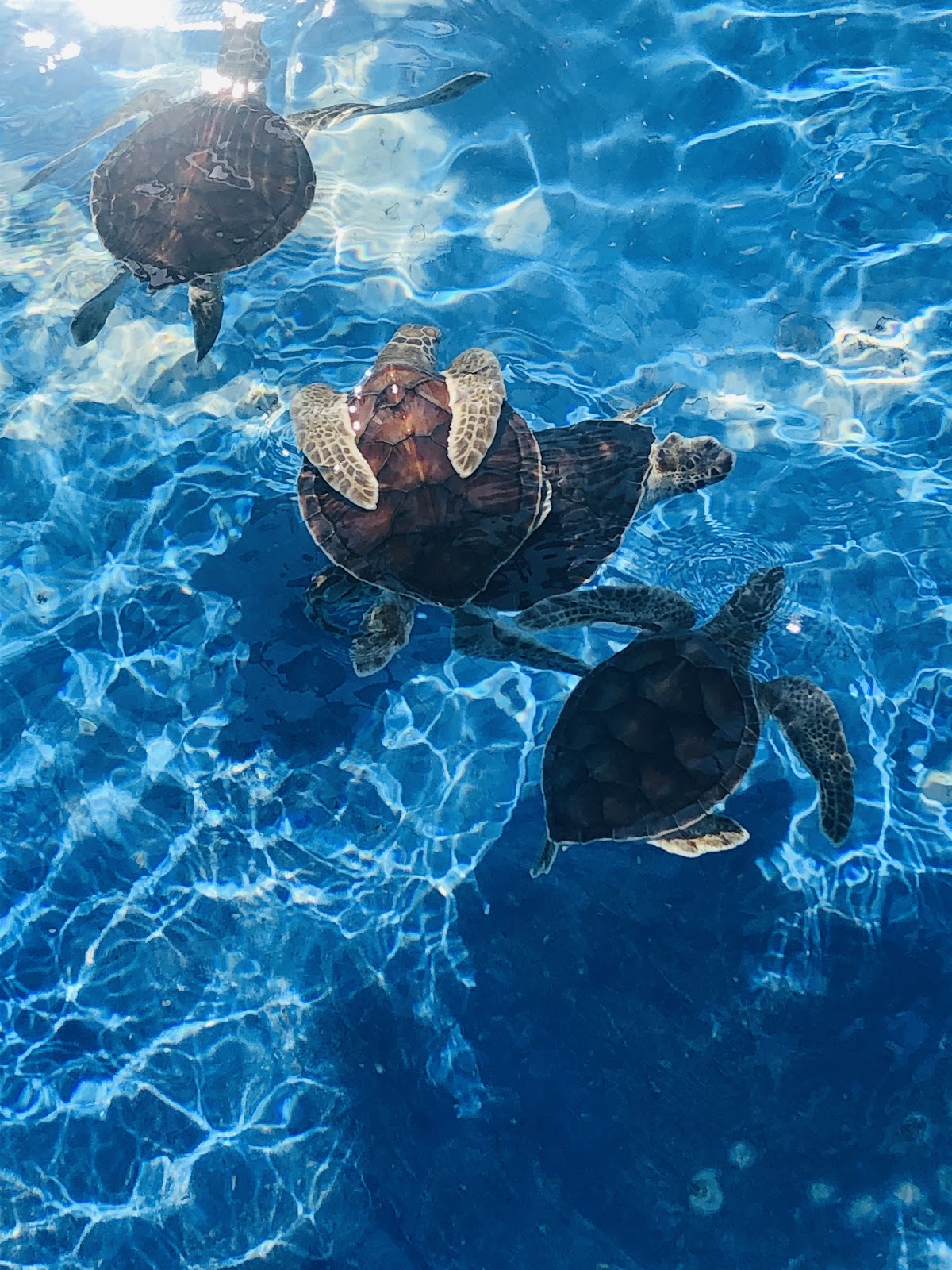 leetx-google-photo-49148-2 leetx-google-photo-49148-2