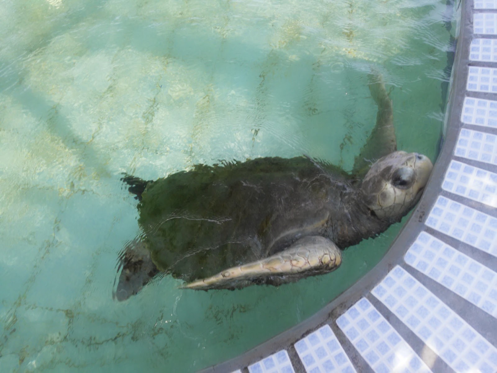 leetx-google-photo-49148-8 leetx-google-photo-49148-8